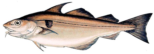 Melanogrammus aeglefinus_001